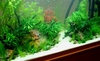 Aquarama 07 - planted tank 1st prize