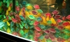 Aquarama 07 -dyed parrots