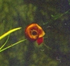 Red Ramshorn Snail