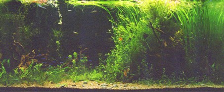 Justikanz's 4ft planted tank