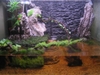 Real's paludarium