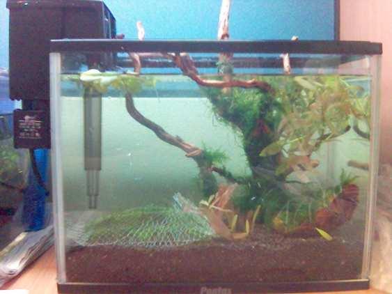Planted tank setup