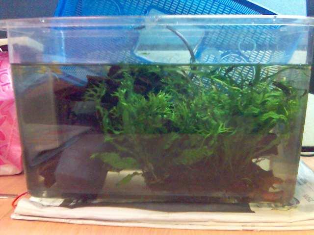 Newt tank