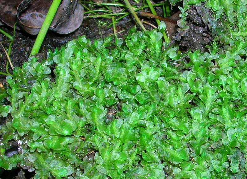 Moss from Uruguay