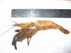 Molding wood shrimp