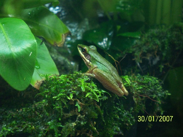CopperCheek Tree Frog (female)