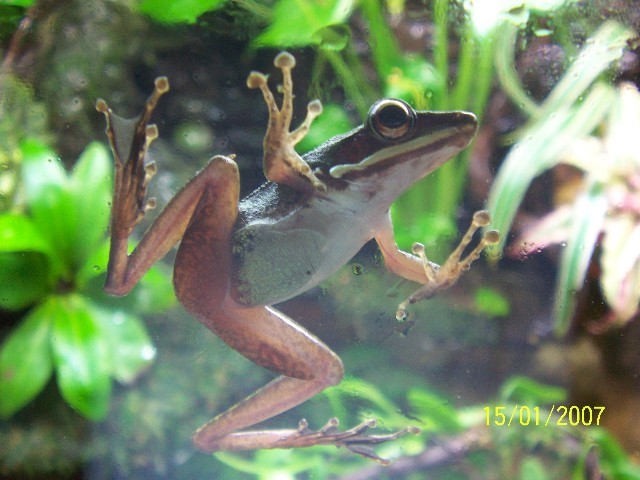 CopperCheek Tree Frog (female)