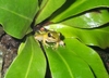 CopperCheek Tree Frog (male)