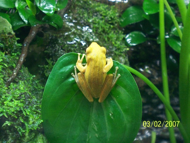 FourLined Tree Frog