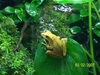 FourLined Tree Frog