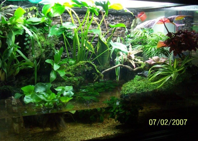 Paludarium Front View