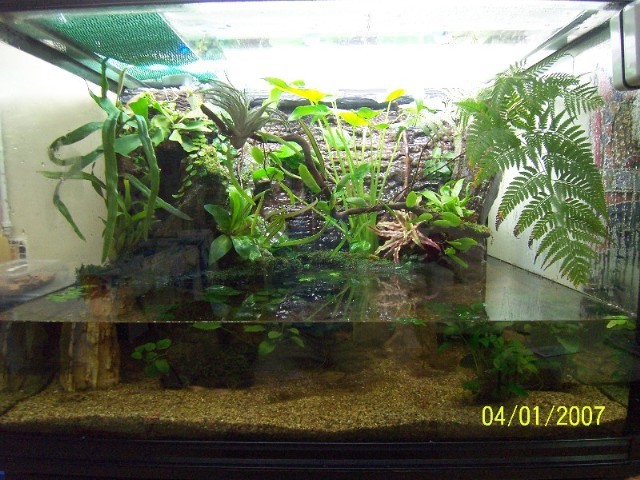 Paludarium before upgrade