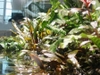 Aquarium plant