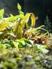 Aquarium plant