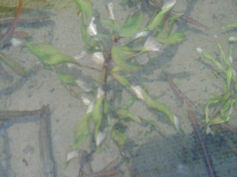 Plants Id