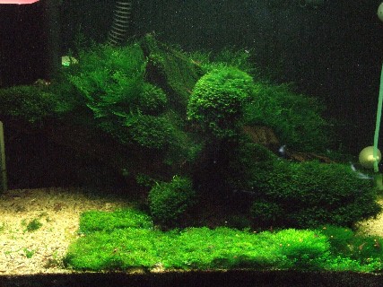 2ft planted Tank