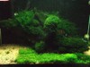 2ft planted Tank