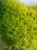 Unknown moss 1