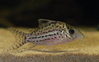 Corydoras sp