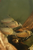 Corydoras tank - closeup shot