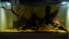 Corydoras tank - tank shot