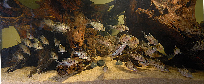 Corydoras tank - pano shot