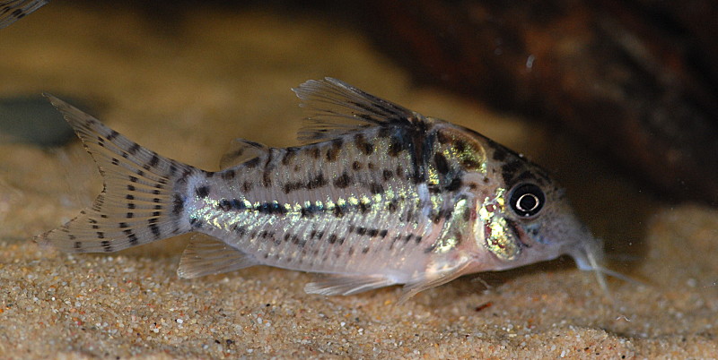 Corydoras sp