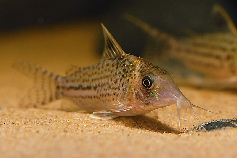 Corydoras sp