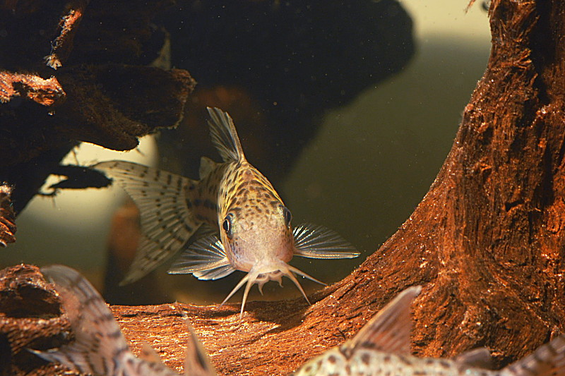 Corydoras sp