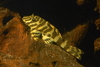 Leopard frog pleco (L134)