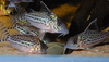 Corydoras feeding time