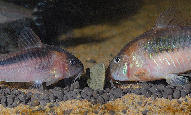 Corydoras feeding time