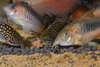 Corydoras feeding time