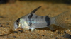 Corydoras reynoldsi