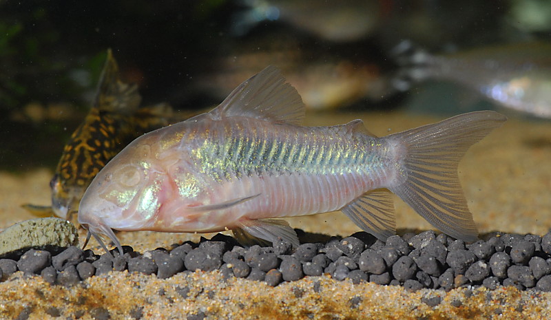 Blind corydoras feeding