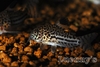 Corydorus trilineatus