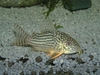 Fish pictures taken with compact camera