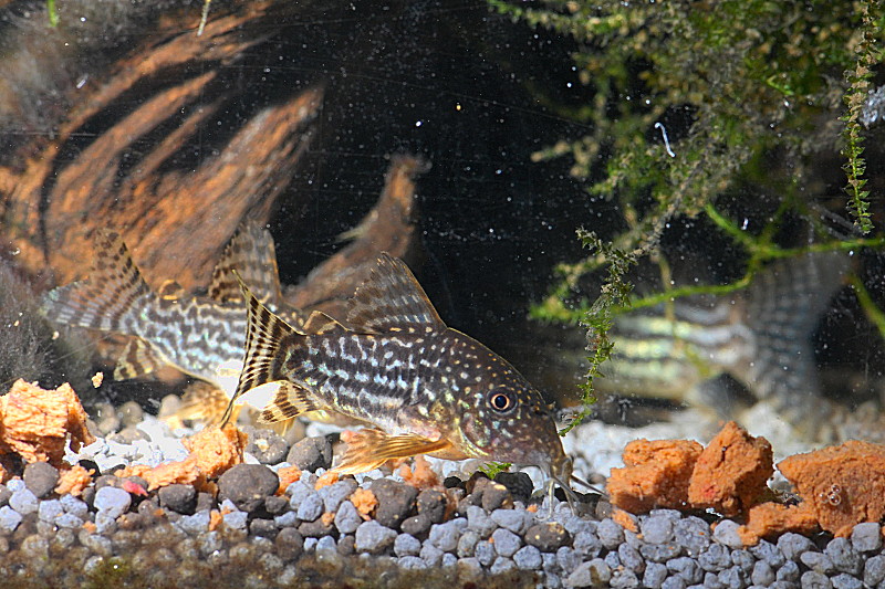 Juv Corydoras Sterbai