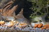 Juv Corydoras Sterbai