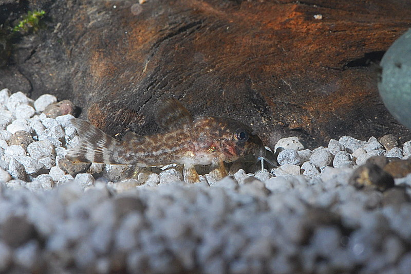 Juv Corydoras Sterbai