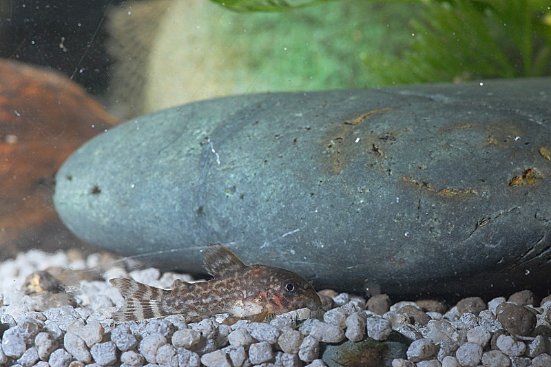 Juv Corydoras Sterbai