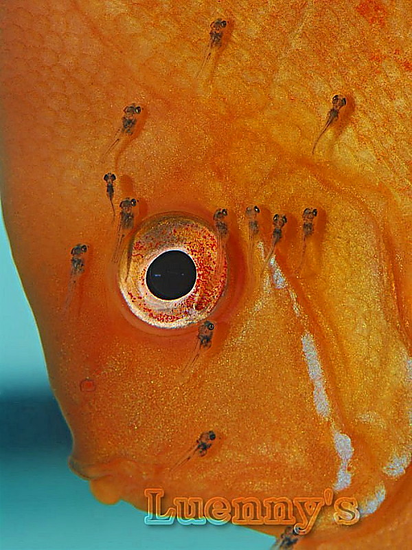 Discus With Fries