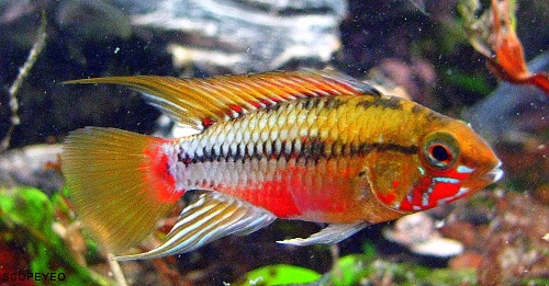 Apisto Hongsloi Ii From Germany Glaser