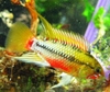 Apisto Hongsloi Ii From Germany Glaser