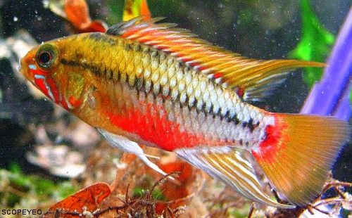 Apisto Hongsloi Ii From Germany Glaser