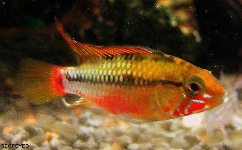 Apisto Hongsloi Ii From Germany Glaser