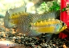 Apisto juruensis ro Nanay Wild Caught