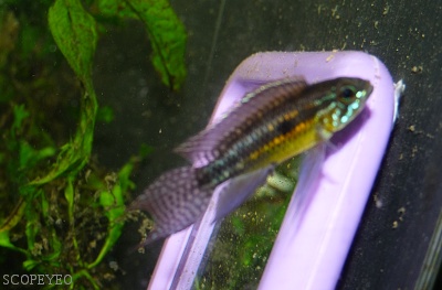 Apisto Pauciquamis Rio Negro Wild