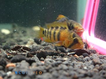 Apisto Sp. Inka50 Super Size Wild