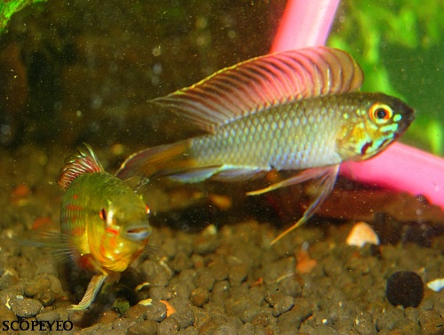 Apisto Sp. Rotkeil Var Brazil Shipment Wild